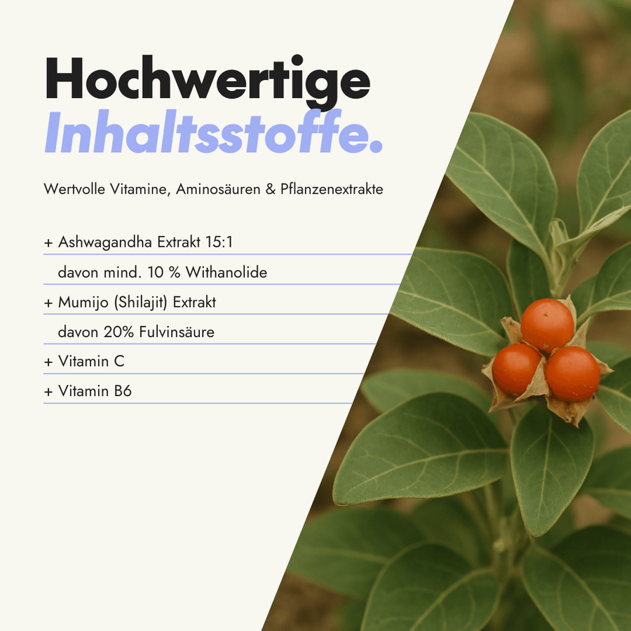 NEU Produktbild – Inhaltsstoffe der Serotalin Ashwa Recharge Nahrungsergänzung