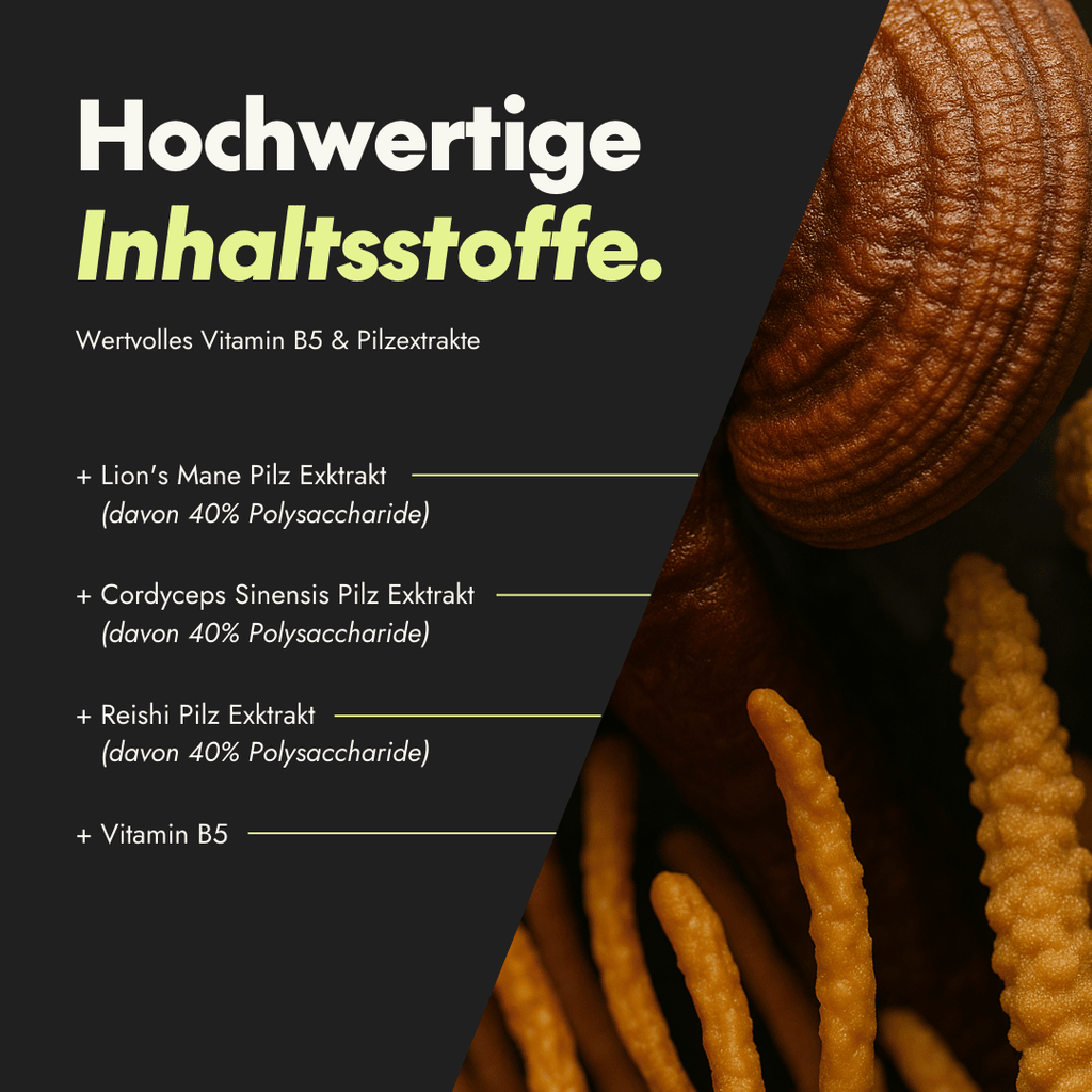NEU Produktbild – Qualitätsmerkmale der Lion’s Mane Nahrungsergänzung