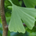 3. Ginkgo Biloba