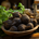 1. Shilajit